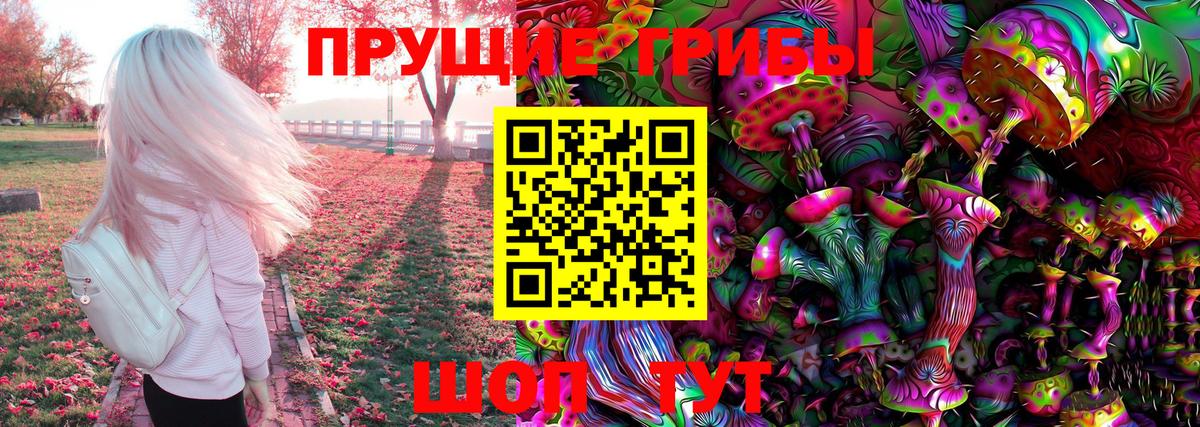 Псилоцибиновые грибы Psilocybe Карачаевск
